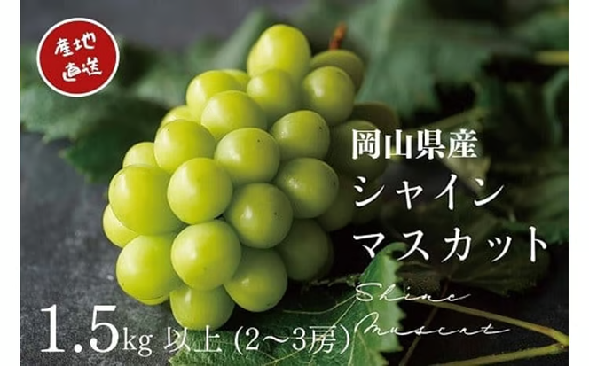 【2026年先行予約】 厳選 岡山県産 シャインマスカット 1.5㎏以上 2～3房 / 産地直送 朝採れ ぶどう 葡萄 先行予約 フルーツ 真庭市 【kgftmt002-02】