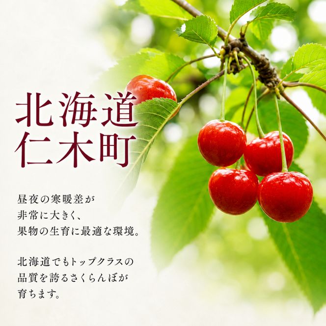 2027年発送 北海道 仁木町産 さくらんぼ 「佐藤錦」 バラ詰め M-L混合 500g (250g×2パック) 国産 旬のフルーツ 旬の果物 デザートサクランボ チェリー フルーツ 果物 果物類 仁木 [フルーツショップ妹尾観光農園] 