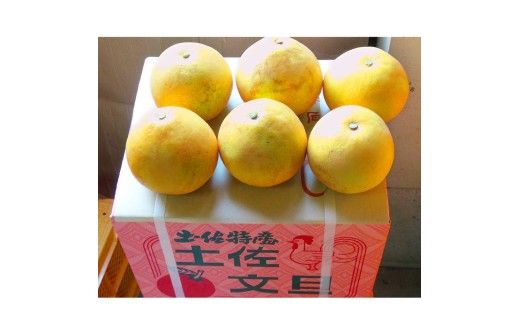 【先行予約】　文旦 約5kg 5キロ L～4Lサイズ〈2027年2月上旬から順次発送〉 土佐文旦 みかん 柑橘 ぶんたん ブンタン 果物 フルーツ デザート おやつ 三愛果樹園の土佐文旦 おいしい 美味しい【三愛果樹園】