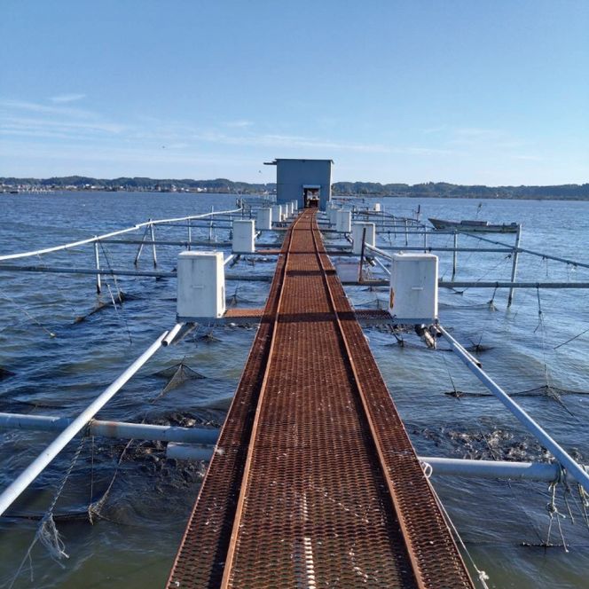 【2025年10月より順次発送】鯉の甘煮 5切セット｜鯉 鯉料理 甘煮 鯉の甘煮 煮魚 魚介 おかず セット 茨城県 行方市(HF-2)