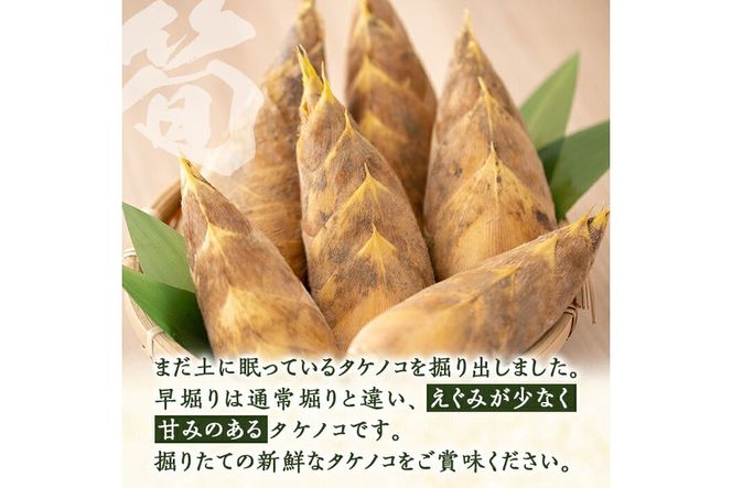a806  ＜先行予約受付中！2026年12月下旬～2027年2月末の間に発送予定＞数量限定！早堀り筍(正味約1.5kg)【夢竺山株式会社】国産 早堀り たけのこ タケノコ 筍 竹の子