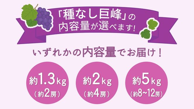 ＼ 選べる内容量 ／種なし 巨峰 約1.3kg(約2房) / 約2kg(約4房) / 約5kg(約8～12房)【2026年7月より発送開始】（茨城県共通返礼品 [ぶどう]：結城市産） ぶどう 種なし巨峰 フルーツ デザート 果物 食べやすい 旬