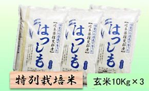 【令和7年産】特別栽培米 30kg【玄米】（ハツシモ）