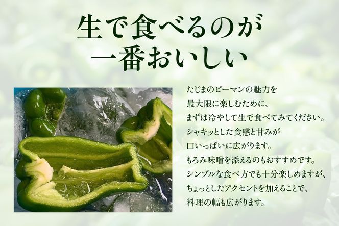 【先行予約】朝採れ発送「たじまのピーマン」1kg【令和8年6月下旬以降発送】野菜 ピーマン たじま たじまピーマン 新鮮野菜 サラダ 野菜 おかず 詰め合わせ 絶品 お取り寄せ 美味しい 料理 おうちごはん 新鮮 ピーマン肉詰め 兵庫県 香美町 村岡 むらおか夢アグリ 6000円 41-26