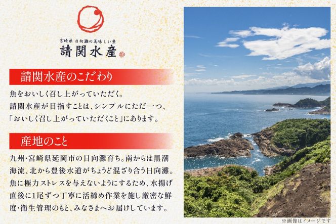 刺身 柵 カンパチ ブリ 少量贅沢 食べ比べ セット [請関水産 宮崎県 日向市 452061436] 冷蔵 詰め合わせ ぶり 個包装