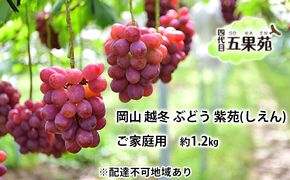 越冬 ぶどう ご家庭用 紫苑 （しえん）約1.2kg   岡山県産 四代目 五果苑 果物 フルーツ 樹上完熟 平均糖度20度 風味豊か 減農薬 果汁たっぷり 