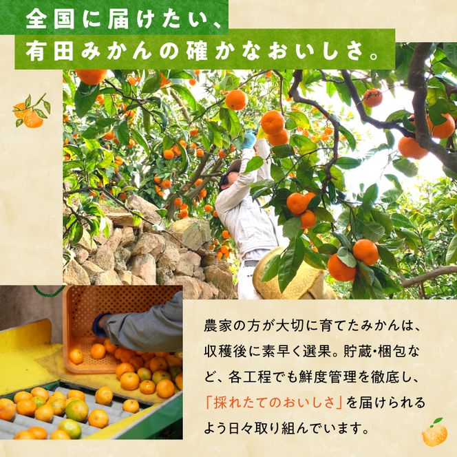 MK1045_2月28日終了！ 最短出荷すぐ届く！みかん Ｍサイズ 秀品 箱込 7.5kg ( 内容量 6.8kg ) 有田みかん 和歌山県産 産地直送 贈答用 【みかんの会】