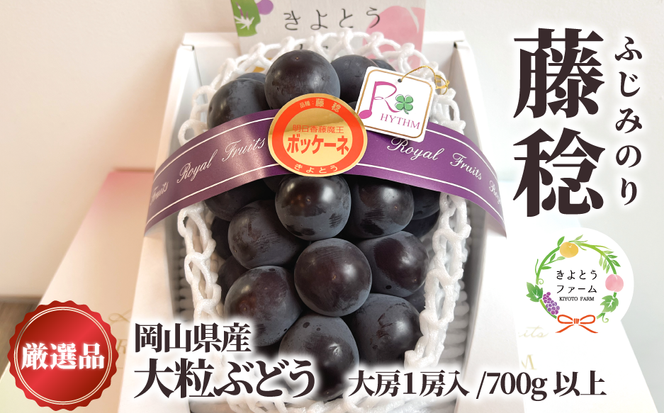 大粒葡萄の「藤稔」 大サイズ1房 厳選品 1房700g～ (岡山県産) 【KF-B086-03】