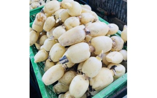 【定期便2ヶ月】 土浦市産 れんこん 1.2㎏　使いやすい小玉れんこん！ すずき蓮根農園の口福れんこん「松の小箱」 ｜ 産地直送 茨城県 レンコン 蓮根 野菜 シャキシャキ ※2026年8月～発送