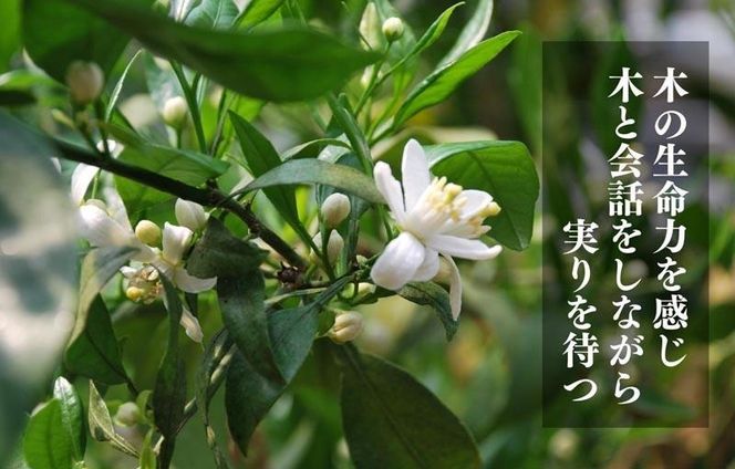 不知火 古豪の産地 田口の不知火 7玉木箱入 特選品 産地直送 贈答用 数量限定［みかんの会］AX146