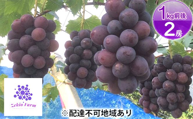 ニュー ピオーネ 1kg前後 2房 葡萄 フルーツ 岡山 高梁市産 ぜきお農園 ぶどうclub 2026年 先行予約 果物 