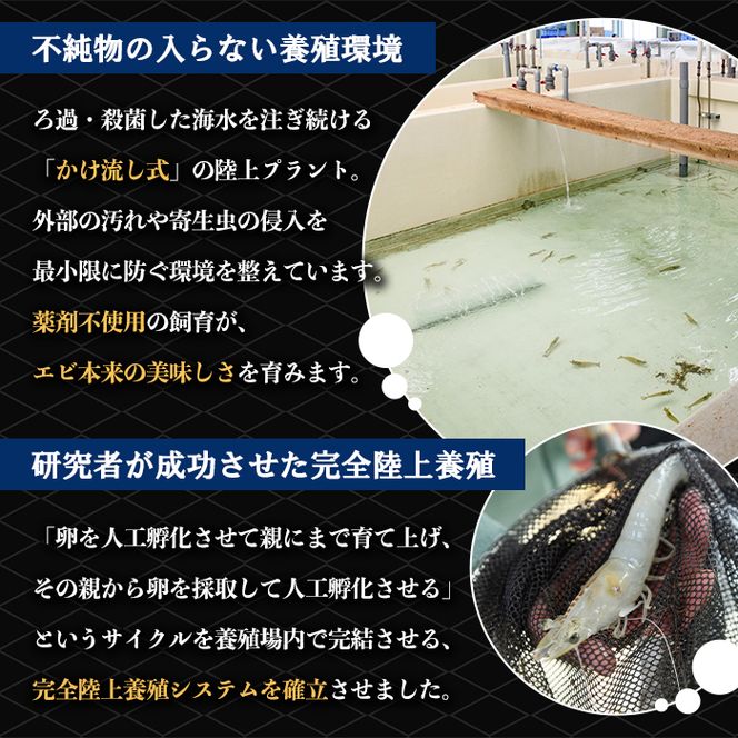 薩摩橙王エビ(4尾入×2パック) 国産 鹿児島県産 阿久根市産 えび 海老 魚貝類 魚介類 海産物 養殖 冷凍 期間限定 数量限定 焼き海老 焼きエビ バナメイエビ シロアシエビ 生食可 【リージョナルフィッシュ株式会社】akn105-01