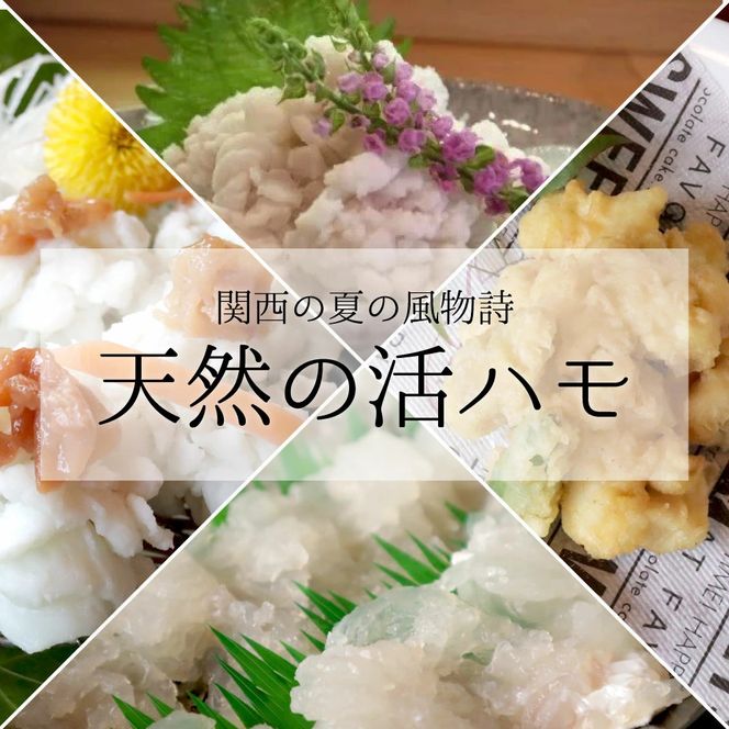 国産 活はも (骨切り済) 400g ( 3人前 ～ 4人前 )【天然 はも ハモ 鱧 鮮魚 皮付き 湯引き はもしゃぶ】_R6009