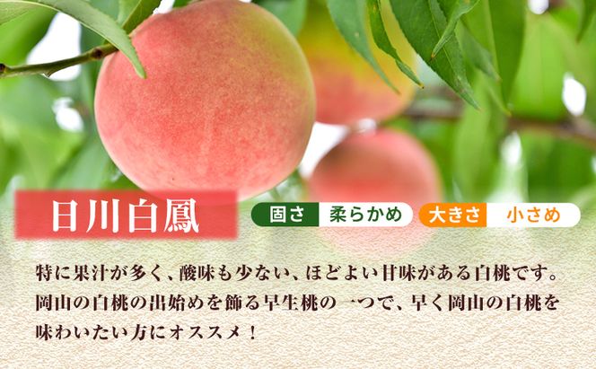 【 2026年 先行予約】 桃 岡山県産 日川 白鳳 （白桃） 約1.5kg（5～7玉） 《2026年6月下旬-7月上旬頃出荷》  白桃 岡山 スイーツ フルーツ 果物 先行予約 数量限定 期間限定 岡山 里庄町 