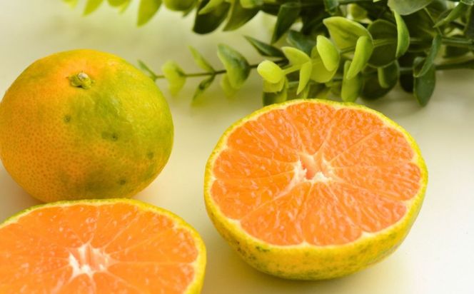 yQɕzys\zyʌz__^QY݂5kg×1iƒpji2025N11{菇j IKTV009