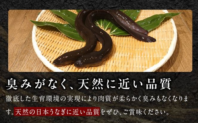 G1258 【数量限定】国産うなぎ 2尾 320g以上 大サイズ【えびす鰻 うなぎ ウナギ 国産 泉佐野産 1尾160g以上 蒲焼き かばやき 冷凍 うな重 ひつまぶし 惣菜 先行予約】