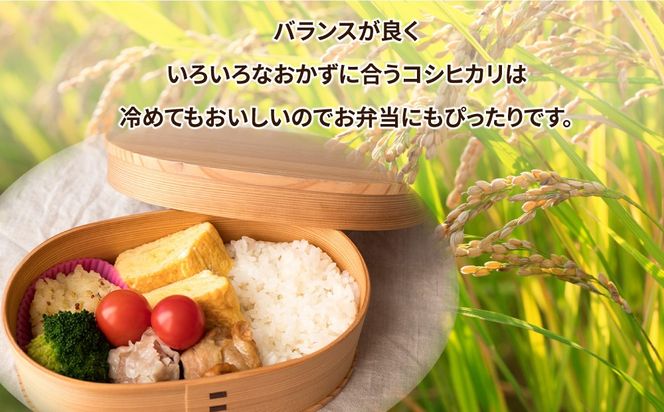 【定期便 5ヶ月】令和7年産　土浦市産コシヒカリ　精米10kg　ホタルが舞う里のお米　※離島への配送不可 ※2025年9月中旬頃より順次発送予定
