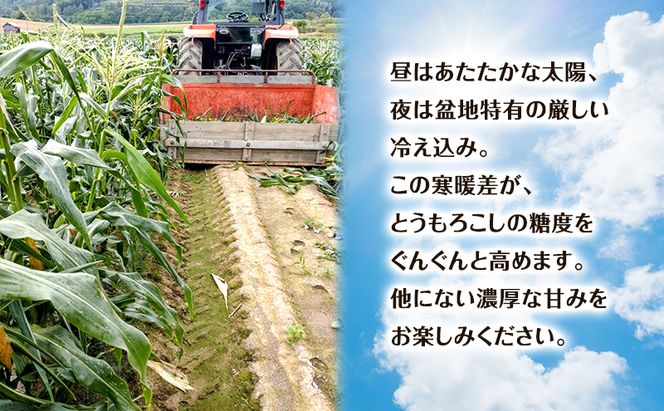 【2026年夏出荷】富良野産 とうもろこし ゆめのコーン 5本 L～LLサイズ 野菜 新鮮 直送 コーン とうきび 道産 北海道 幕田農園