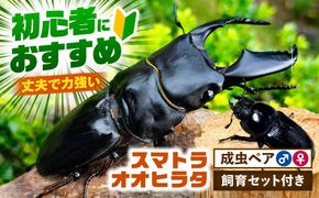 【配送不可地域：北海道・沖縄・離島】スマトラオオヒラタクワガタ成虫ペア（オスサイズ70mm〜90mm）飼育セット付き 愛西市 / 艶麗[AEDD003]