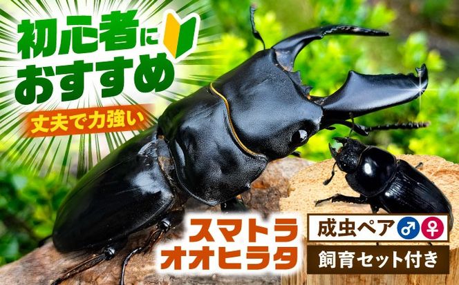 【1ペア】オオムラサキ（台湾産） 2021年、ヤフオクには約2000匹のオオムラサキ生体が出品され