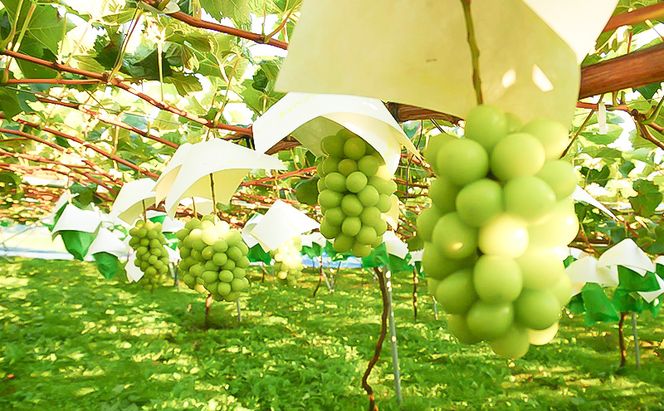 【2026年12月～発送】冷蔵貯蔵 シャインマスカット 2房 約1kg ぶどう ブドウ 葡萄 マスカット 果物 フルーツ 長野県 長野 山ノ内町