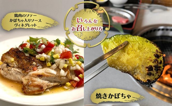 【数量限定】備前黒皮かぼちゃ (１玉) 株式会社大町 岡山県 瀬戸内市 かぼちゃ 野菜 スイーツ 手軽 料理 [№5735-2076]