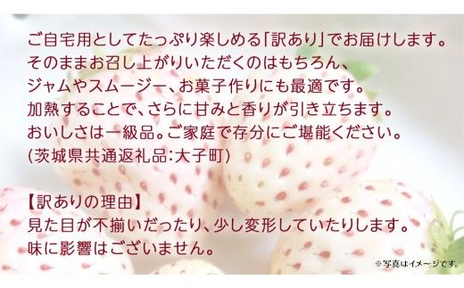 訳あり 白いちご 2kg【2026年3月発送開始】(茨城県共通返礼品：大子町) 苺 果物 フルーツ 果実 ご家庭用 	