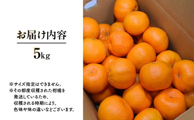 【先行予約】ポンカン「蜜る」　5㎏　（2027年1月中旬～2月中旬頃に順次発送）IKTBC014