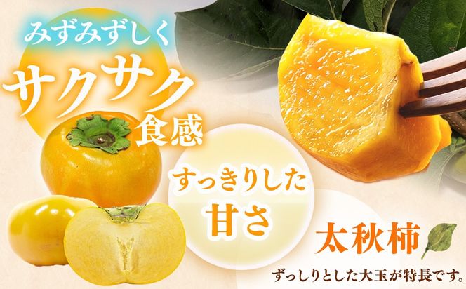 【先行予約】こだわり栽培ポット柿（太秋柿） 2Lサイズ12個入り | 柿 かき カキ 太秋柿 甘い シャキシャキ フルーツ くだもの 果物 秋の味覚 おやつ スイーツ 産地直送 先行 予約 送料無料 岐阜県 瑞穂市 ※離島への配送不可  ※2026年10月中旬～11月上旬頃に順次発送予定