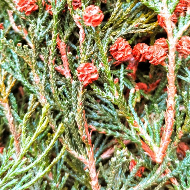 【 北海道 滝川市のヒバの香り】芳香蒸留水ルームスプレー40ml  ヒバ ルームスプレー