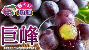 ＼ 選べる内容量 ／巨峰 約1.3kg(約2房) / 約2kg(約4房) / 約5kg(約8～12房)【2026年7月より発送開始】（茨城県共通返礼品 [ぶどう]：結城市産） ぶどう 果物 フルーツ デザート 茨城県 ギフト 高級 旬