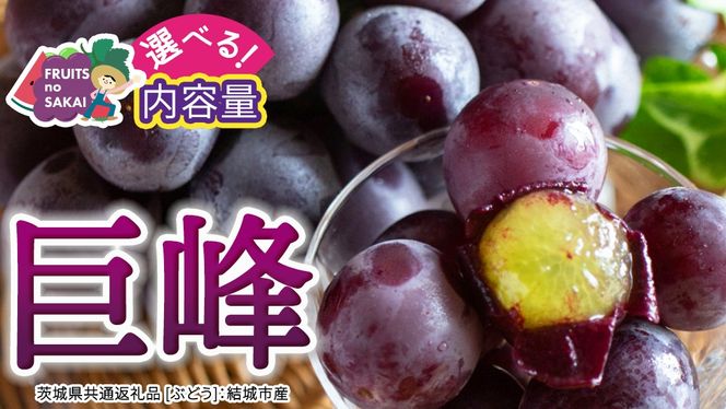 ＼ 選べる内容量 ／巨峰 約1.3kg(約2房) / 約2kg(約4房) / 約5kg(約8～12房)【2026年7月より発送開始】（茨城県共通返礼品 [ぶどう]：結城市産） ぶどう 果物 フルーツ デザート 茨城県 ギフト 高級 旬