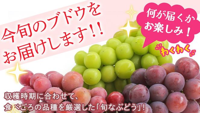 ＼選べる 内容量／ 旬なぶどう 品種おまかせ 約1.3kg(約2房) / 約2kg(約4房) / 約5kg(約8～12房) 単品【2026年8月より発送開始】（茨城県共通返礼品 [ぶどう]：結城市産） ぶどう 旬 おまかせ 詰め合わせ フルーツ 果物 巨峰 ピオーネ シャインマスカット ナガノパープル 我が道 ゴルビー