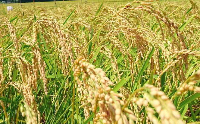 【定期便・全5回】令和7年産 特別栽培米「つやっ娘」 5kg×全5回　宮津産丹後コシヒカリ　発送月固定（4月・5月・6月・7月・8月配送）│新生活 応援 産地 直送 精米 白米 コメ こしひかり 5kg 5回 25kg 京都 天橋立