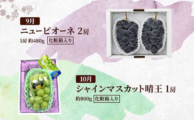 定期便 2026年 先行予約 岡山の人気果物 堪能 4回コース 清水白桃 桃 白桃 ぶどう ピオーネ シャインマスカット 赤磐市