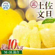 先行予約 訳あり 土佐文旦 家庭用 約10kg 約16～30玉 M～5L混合サイズ 高知県産 文旦 ブンタン ぶんたん 柑橘 かんきつ 蜜柑 みかん 柑橘類 フルーツ 果物 くだもの デザート おやつ 爽やか 甘い ジュース スイーツ 美味しい おいしい
