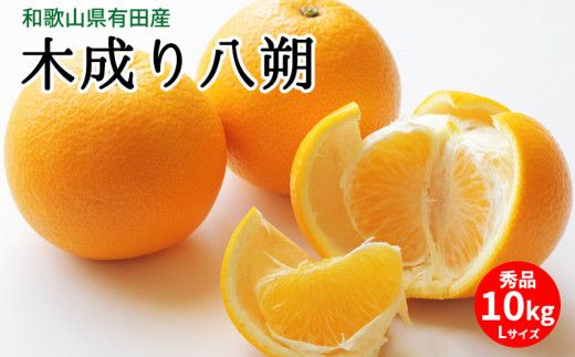 U6231n_木成り八朔 秀品 約10kg Lサイズ 和歌山県有田産
