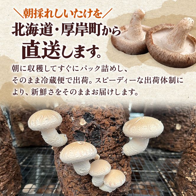 北海道産 厚岸町 上尾幌 菌床栽培 キングしいたけ 1パック プリンスしいたけ 2パック 
