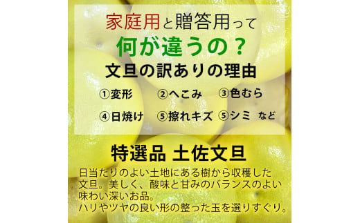 【先行予約】【果樹園直送】土佐文旦 訳ありご家庭用 約3kg L～4Lサイズ 約5～7個入り〈2027年2月中旬～3月下旬頃発送〉  / B級品 ぶんたん ブンタン フルーツ 柑橘 みかん 果物 くだもの 柑橘類 デザート【白木果樹園】 [BQAI014]