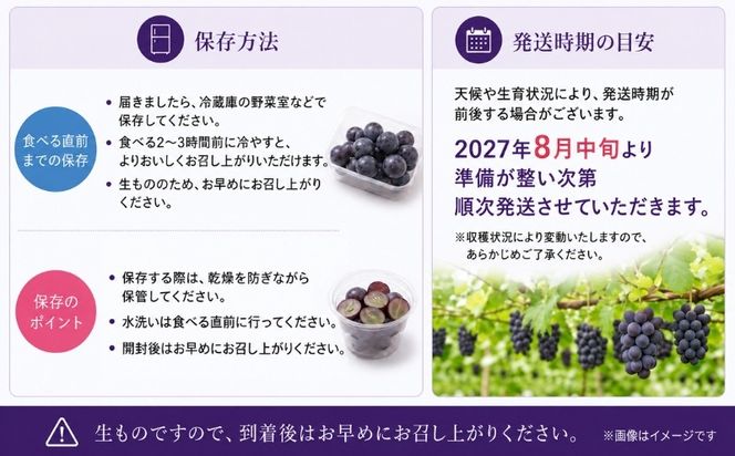 【2027年 先行予約】 山梨県産　種なしピオーネ 粒 選べる容量 約500g 約1.3kg ピオーネ 種無し ブドウ ぶどう 葡萄  フルーツ 果物 贈答 プレゼント FB059_060