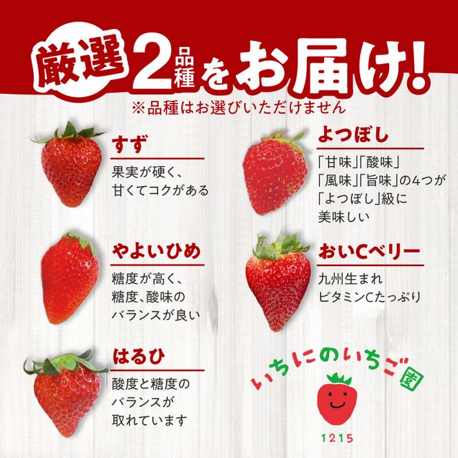 生いちご 厳選 2品種 食べ比べセット いちにのいちご園（2026年1月から発送開始）1箱　N085-YA776