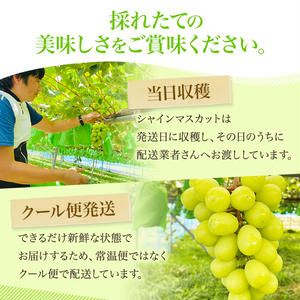 【先行予約】シャインマスカット 粒 バラ詰め 約1kg＜出荷時期：2026年10月上旬～10月中旬ごろ＞【数量限定 期間限定 果物 果物類 フルーツ ぶどう ブドウ 葡萄 マスカット 秋田 にかほ】