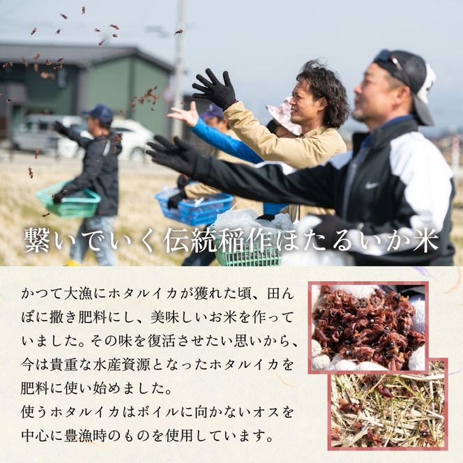 【訳あり】ほたるいか米（精米20kg）×12回 計240kg【12ヶ月定期便】