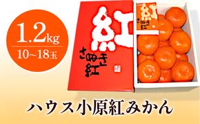 ハウス小原紅早生みかん（さぬき紅）約1.2kg 柑橘類 果物類 フルーツ 