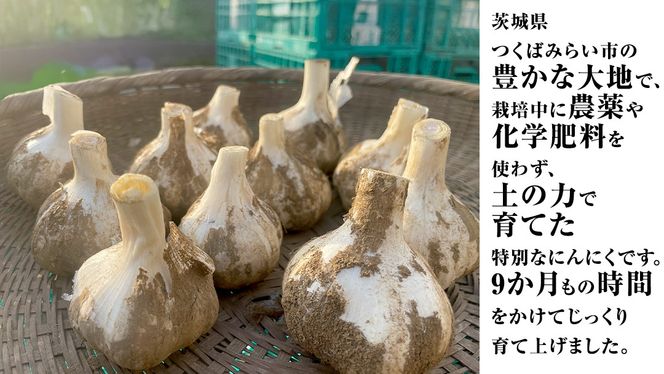 【先行予約】超芳醇 つくばみらいの土が育んだ 最上級ニンニク 1kg つくばみらい市（2026年6月より発送開始） ニンニク 新ニンニク 茨城県産 国産 無化学肥料 農薬不使用 化学肥料不使用 [FA02-NT]