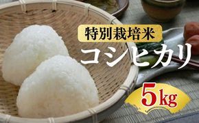 コシヒカリ＜特別栽培米＞精米 5㎏（減農薬 有機肥料 お米 米 おこめ こめ 白米 こしひかり 令和7年産）【002309】