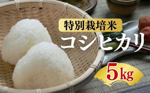 コシヒカリ＜特別栽培米＞精米 5㎏（減農薬 有機肥料 お米 米 おこめ こめ 白米 こしひかり 令和7年産）【002309】