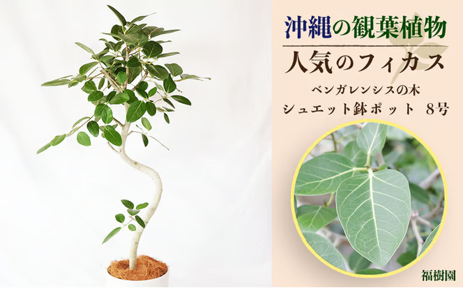 沖縄の観葉植物 人気のフィカス ベンガレンシス8号　シュエット鉢ポット