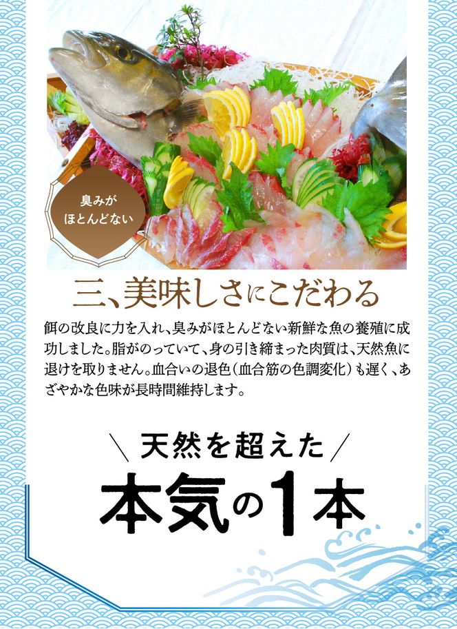 まるごと一本！大和カンパチ 原魚約4kg N072-YC817
