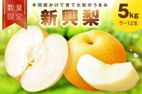 【先行予約／数量限定100】新興梨　5kg（2026年10月中旬～発送） 果物 フルーツ 梨 なし ジューシー 甘い 京丹後産　FK00027